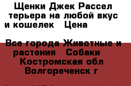 Щенки Джек Рассел терьера на любой вкус и кошелек › Цена ­ 13 000 - Все города Животные и растения » Собаки   . Костромская обл.,Волгореченск г.